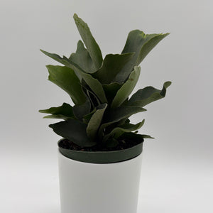 Platycerium Bifurcatum (Staghorn Fern)