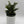 Platycerium Bifurcatum (Staghorn Fern)