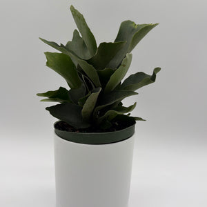 Platycerium Bifurcatum (Staghorn Fern)