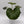 Farfugium Japonicum Giganteum