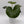 Farfugium Japonicum Giganteum