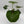 Farfugium Japonicum Giganteum
