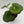 Farfugium Japonicum Giganteum