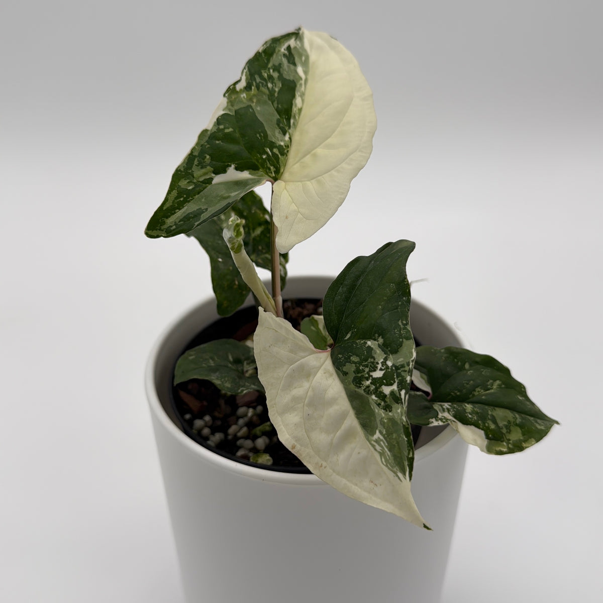 Runo Plants | Syngonium Albo Plant Care Guide – RUNOPLANTS
