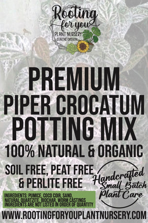 Piper Crocatum Premium Potting Mix
