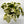 Syngonium ‘Snow White’
