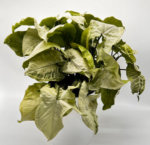 Syngonium ‘Snow White’