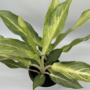 Aglaonema ‘Frosted Ghost’