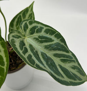 Anthurium 'Silver Blush'