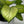 Dieffenbachia ‘Martha’