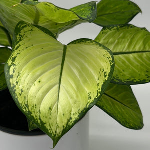 Dieffenbachia ‘Martha’