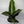 Dieffenbachia ‘Sterling’