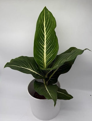 Dieffenbachia ‘Sterling’