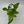 Pothos 'Jessenia'