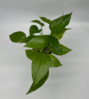 Pothos 'Jessenia'