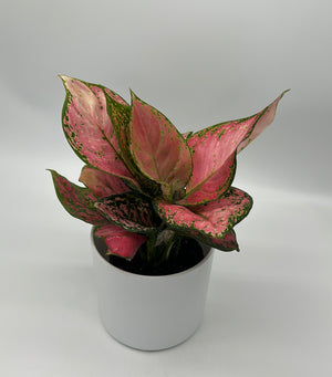Aglaonema ‘Pink Majestic’
