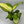 Dieffenbachia ‘Martha’