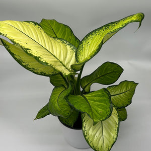 Dieffenbachia ‘Martha’