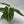 Anthurium 'Silver Blush'