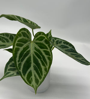 Anthurium 'Silver Blush'