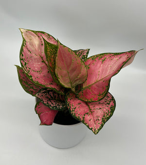 Aglaonema ‘Pink Majestic’