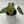 Anthurium Luxurians