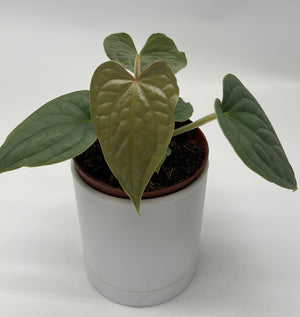 Anthurium Luxurians