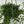 String of Frogs