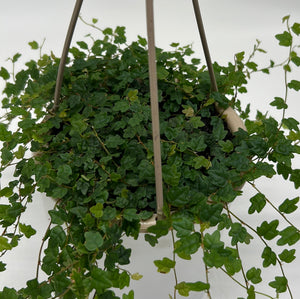 String of Frogs