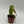 Philodendron ‘Splendid’