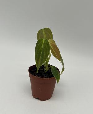 Philodendron ‘Splendid’