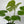 Monstera ‘Lemon Lime’