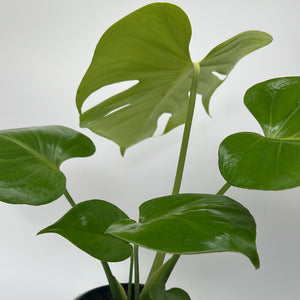 Monstera ‘Lemon Lime’