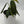 Philodendron Gigas
