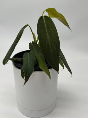Philodendron Gigas