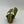 Philodendron ‘Splendid’