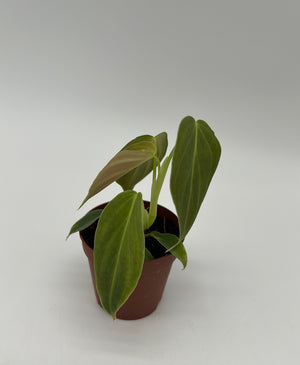 Philodendron ‘Splendid’