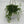 String of Frogs