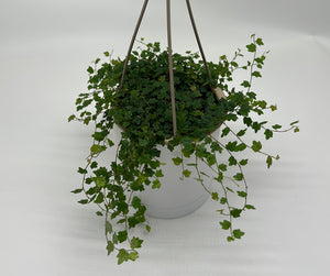 String of Frogs