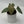 Anthurium Luxurians