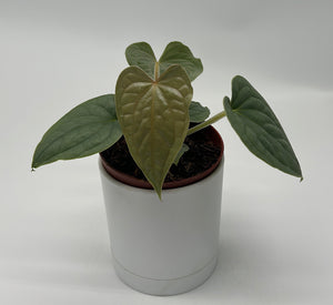 Anthurium Luxurians