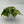 Philodendron Hederaceum 'Silver Stripe'