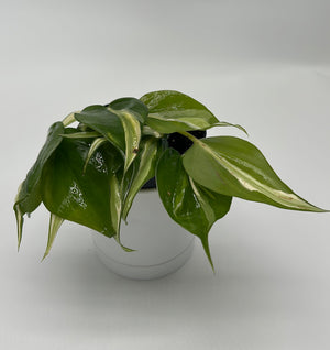 Philodendron Hederaceum 'Silver Stripe'