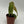 Philodendron ‘Splendid’