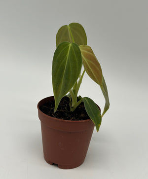 Philodendron ‘Splendid’