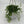 String of Frogs