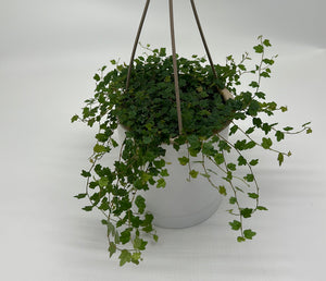String of Frogs
