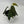 Philodendron Gigas