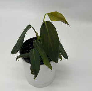Philodendron Gigas