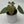 Anthurium Luxurians